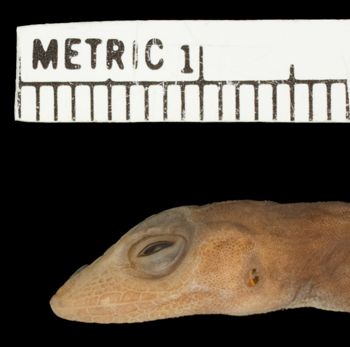 Media type: image; Herpetology R-81134